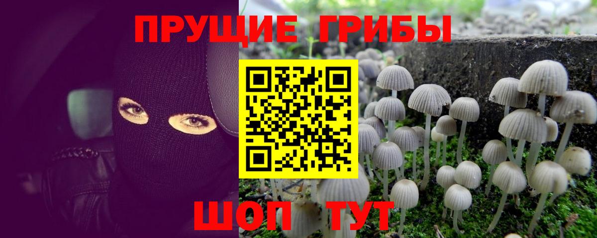 Псилоцибиновые грибы прущие грибы  Вход с VPN  Людиново  Галлюциногенные грибы прущие грибы 
